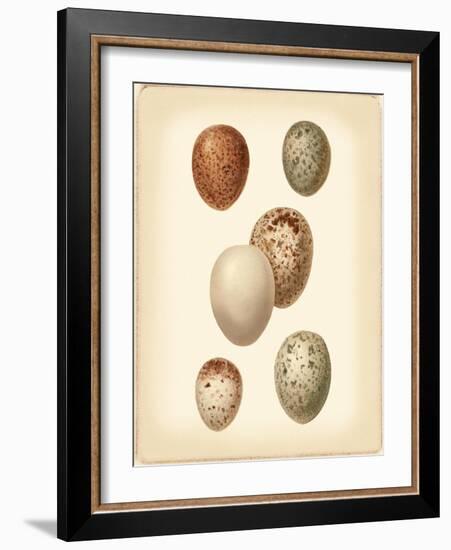 Bird Egg Study III-Vision Studio-Framed Art Print