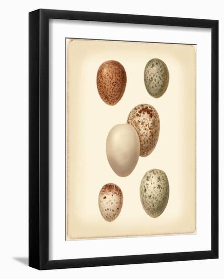 Bird Egg Study III-Vision Studio-Framed Art Print