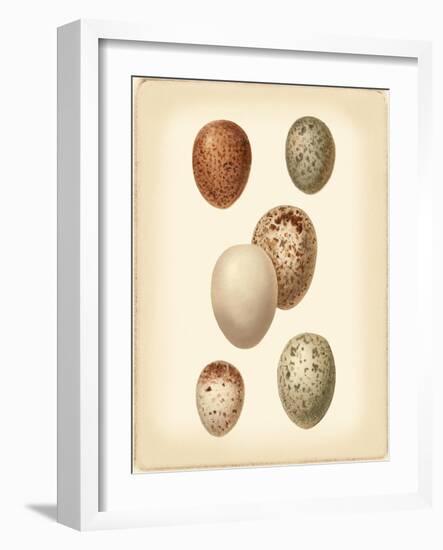 Bird Egg Study III-Vision Studio-Framed Art Print