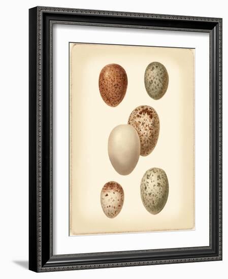 Bird Egg Study III-Vision Studio-Framed Art Print