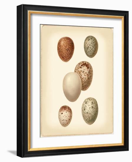 Bird Egg Study III-Vision Studio-Framed Art Print