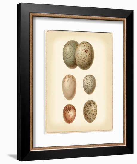 Bird Egg Study IV-Vision Studio-Framed Art Print