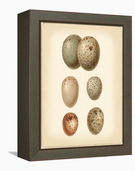 Bird Egg Study IV-Vision Studio-Framed Stretched Canvas