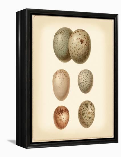 Bird Egg Study IV-Vision Studio-Framed Stretched Canvas