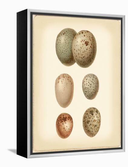 Bird Egg Study IV-Vision Studio-Framed Stretched Canvas