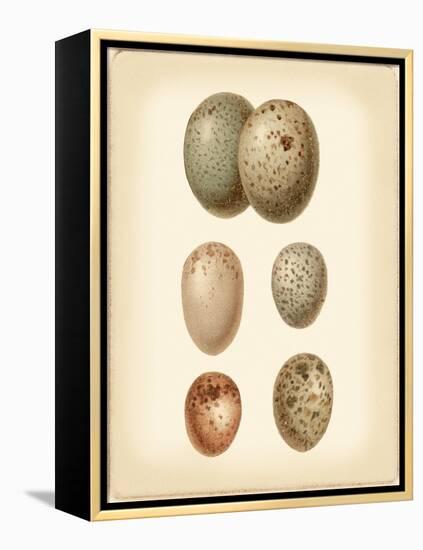 Bird Egg Study IV-Vision Studio-Framed Stretched Canvas