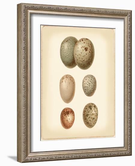 Bird Egg Study IV-Vision Studio-Framed Art Print