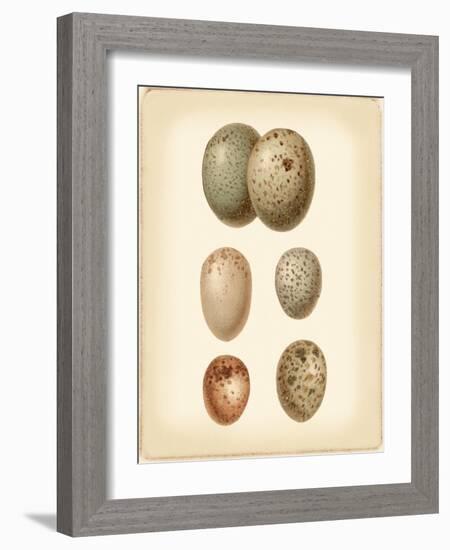 Bird Egg Study IV-Vision Studio-Framed Art Print