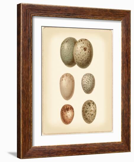 Bird Egg Study IV-Vision Studio-Framed Art Print