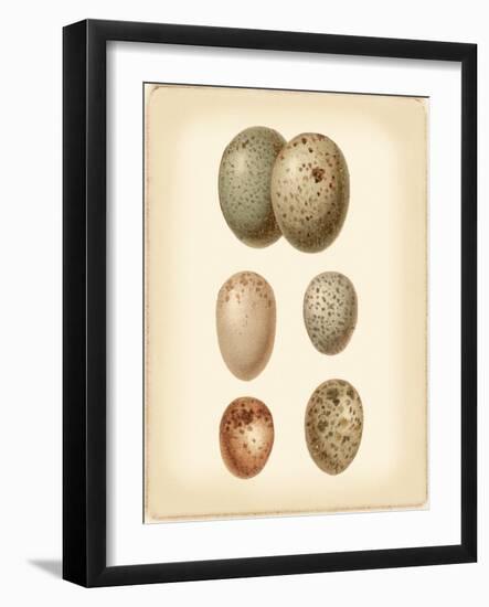 Bird Egg Study IV-Vision Studio-Framed Art Print
