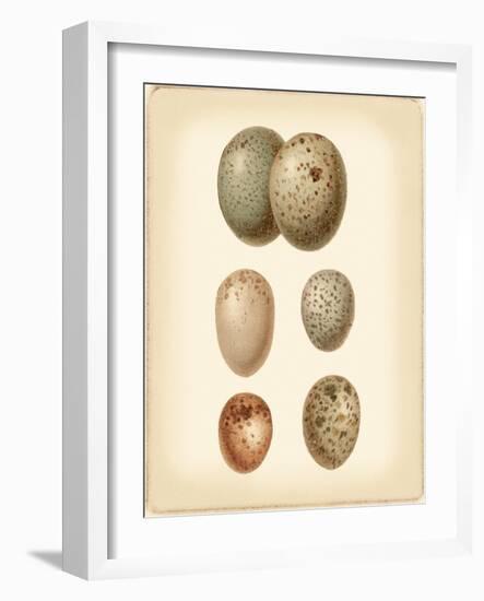 Bird Egg Study IV-Vision Studio-Framed Art Print