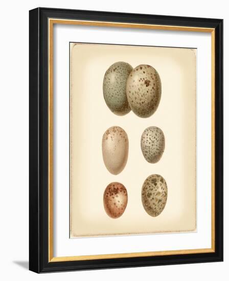 Bird Egg Study IV-Vision Studio-Framed Art Print