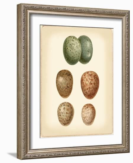 Bird Egg Study V-Vision Studio-Framed Art Print