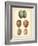 Bird Egg Study V-Vision Studio-Framed Art Print