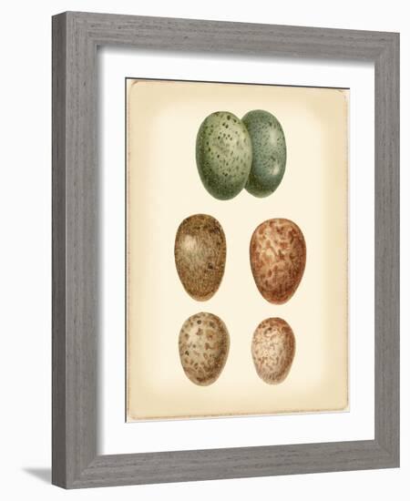 Bird Egg Study V-Vision Studio-Framed Art Print