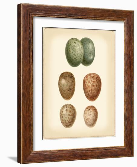 Bird Egg Study V-Vision Studio-Framed Art Print