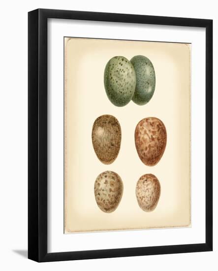 Bird Egg Study V-Vision Studio-Framed Art Print