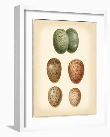 Bird Egg Study V-Vision Studio-Framed Art Print