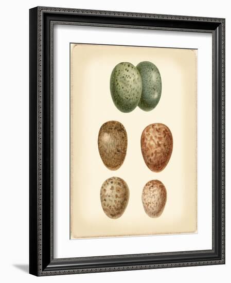 Bird Egg Study V-Vision Studio-Framed Art Print