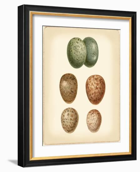 Bird Egg Study V-Vision Studio-Framed Art Print