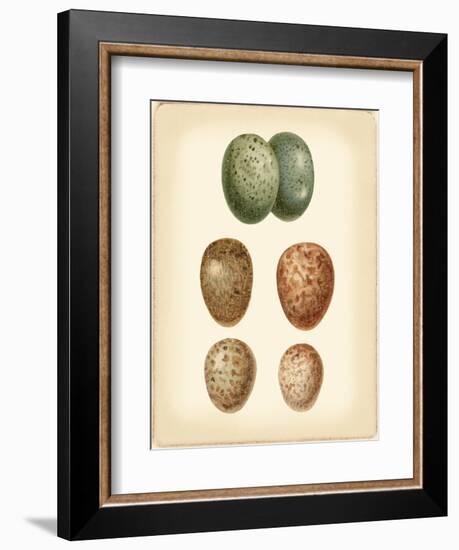 Bird Egg Study V-Vision Studio-Framed Art Print