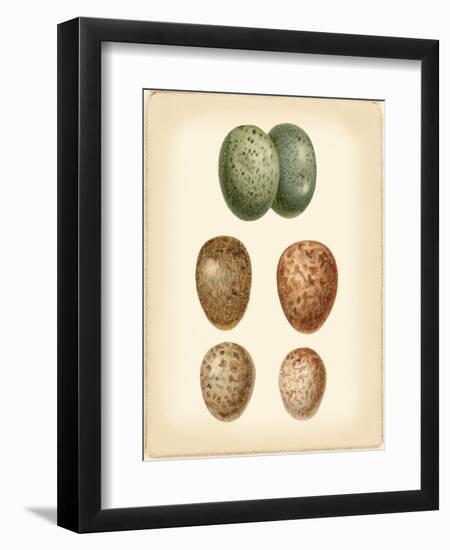 Bird Egg Study V-Vision Studio-Framed Art Print