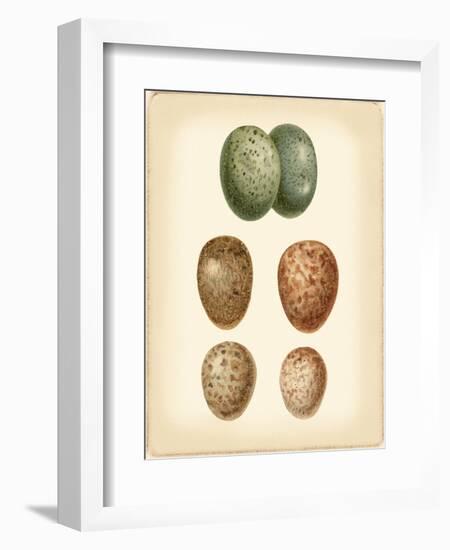 Bird Egg Study V-Vision Studio-Framed Art Print