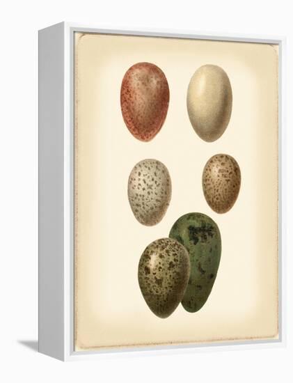 Bird Egg Study VI-Vision Studio-Framed Stretched Canvas