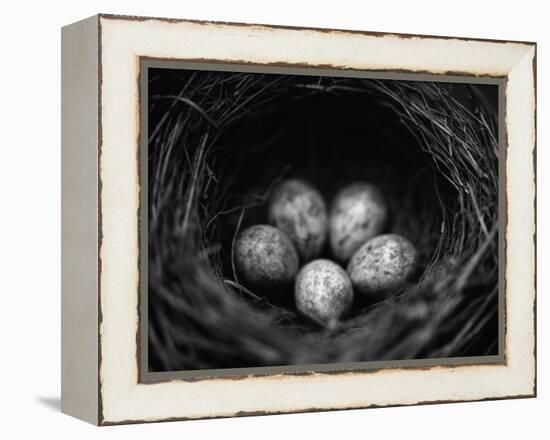 Bird Eggs in Nest-Henry Horenstein-Framed Premier Image Canvas