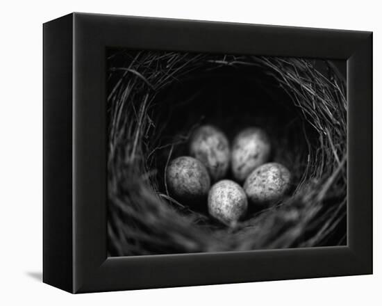 Bird Eggs in Nest-Henry Horenstein-Framed Premier Image Canvas