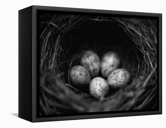 Bird Eggs in Nest-Henry Horenstein-Framed Premier Image Canvas