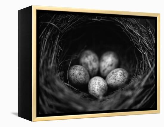 Bird Eggs in Nest-Henry Horenstein-Framed Premier Image Canvas