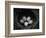 Bird Eggs in Nest-Henry Horenstein-Framed Photographic Print