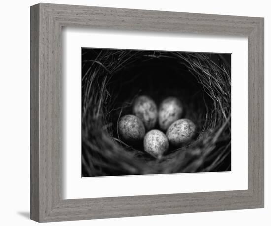 Bird Eggs in Nest-Henry Horenstein-Framed Photographic Print