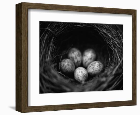 Bird Eggs in Nest-Henry Horenstein-Framed Photographic Print