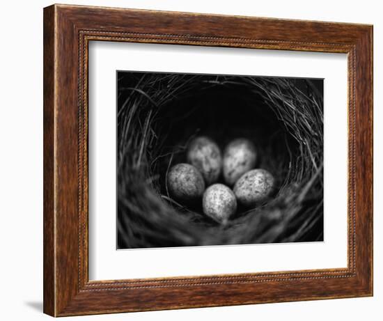 Bird Eggs in Nest-Henry Horenstein-Framed Photographic Print