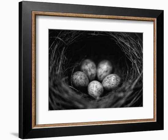 Bird Eggs in Nest-Henry Horenstein-Framed Photographic Print
