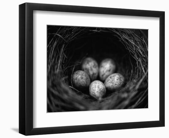 Bird Eggs in Nest-Henry Horenstein-Framed Photographic Print