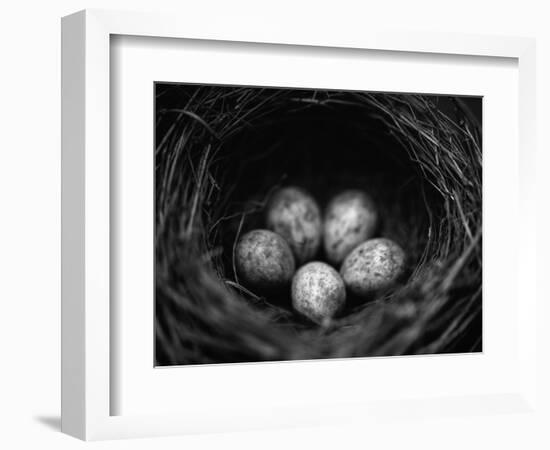 Bird Eggs in Nest-Henry Horenstein-Framed Photographic Print