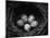 Bird Eggs in Nest-Henry Horenstein-Mounted Photographic Print