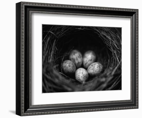 Bird Eggs in Nest-Henry Horenstein-Framed Photographic Print