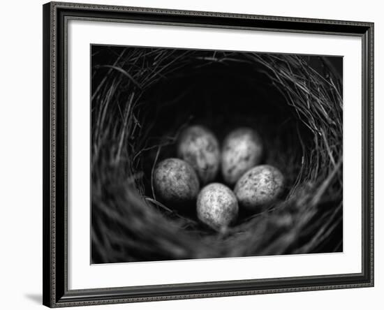 Bird Eggs in Nest-Henry Horenstein-Framed Photographic Print