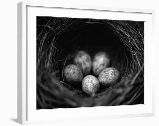 Bird Eggs in Nest-Henry Horenstein-Framed Photographic Print