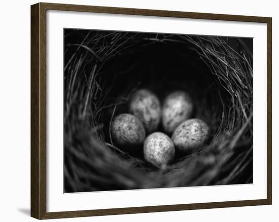 Bird Eggs in Nest-Henry Horenstein-Framed Photographic Print