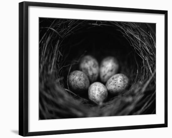 Bird Eggs in Nest-Henry Horenstein-Framed Photographic Print