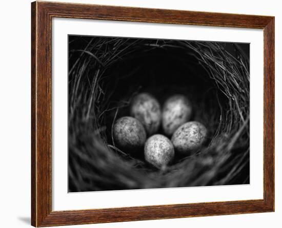 Bird Eggs in Nest-Henry Horenstein-Framed Photographic Print