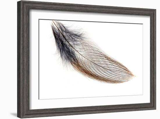 Bird Feather, Light Micrograph-Dr. Keith Wheeler-Framed Photographic Print