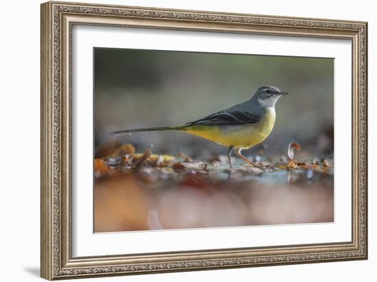 Bird Focus - Pause-Staffan Widstrand-Framed Giclee Print