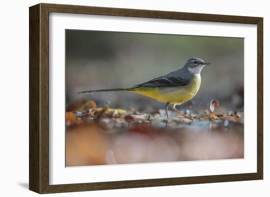 Bird Focus - Pause-Staffan Widstrand-Framed Giclee Print