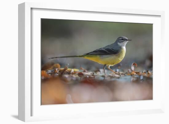 Bird Focus - Pause-Staffan Widstrand-Framed Giclee Print